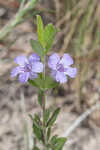 Oblongleaf snakeherb